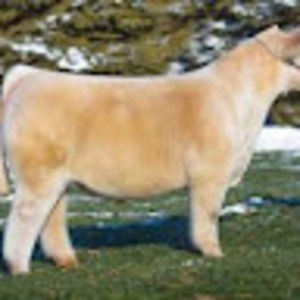 Meet your Posher, Barrett